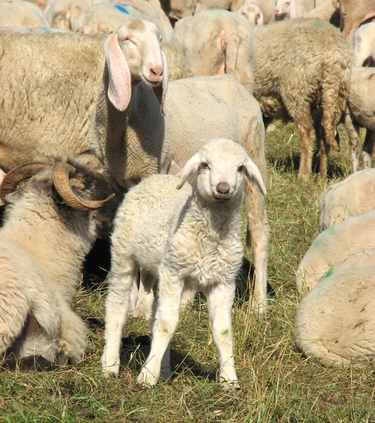 Young lamb in the midst of the large flock of sheep and goats — Stock Photo, Image