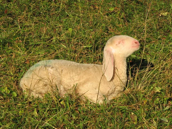 Cordeiro com a lã macia no gramado nas montanhas — Fotografia de Stock