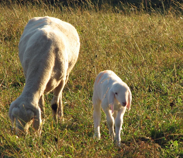 Lamm betar med får mamma — Stockfoto