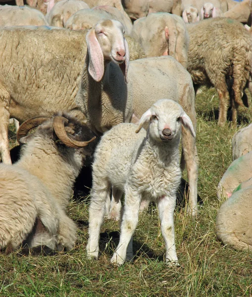Lamb in the midst of the large flock of sheep and goats — Stock Photo, Image