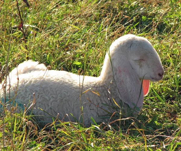 Agneau couché au soleil sur la pelouse dans les montagnes — Photo