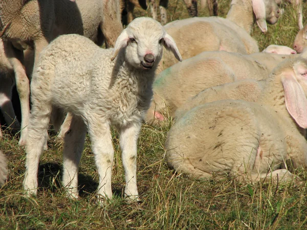 Lamb uprostřed velké stádo ovcí a koz — Stock fotografie