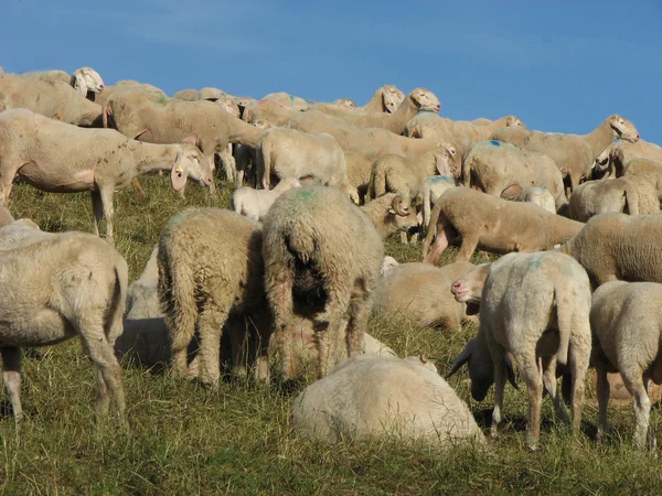 Large flock of sheep and goats grazing in meadow — Stock Photo, Image