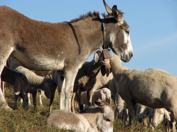 Burro con muchas ovejas del gran rebaño pastando — Foto de Stock