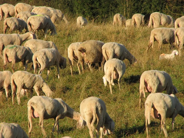 Óriás nyáj, juh és kecske legelő a hegyek között — Stock Fotó