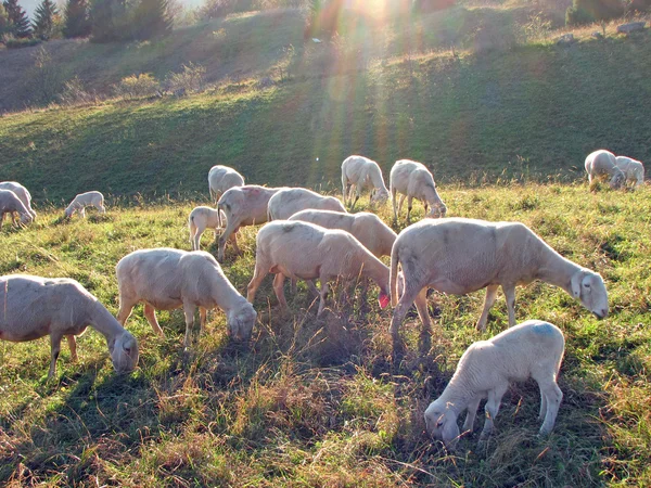 Flock of sheep and goats grazing in the mountains — Stock Photo, Image