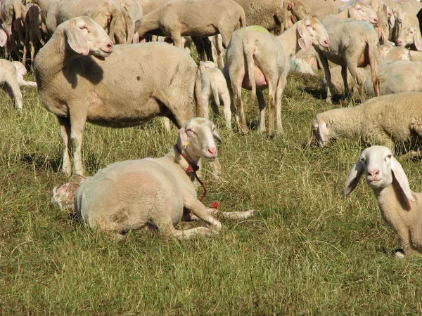 Large flock of sheep grazing in mountain meadow — Stock Photo, Image