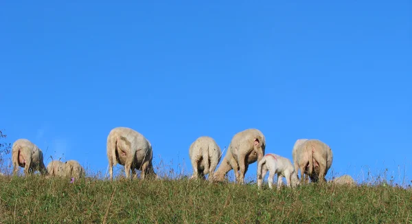 Flock of sheep and goats grazing in the mountains — Stock Photo, Image