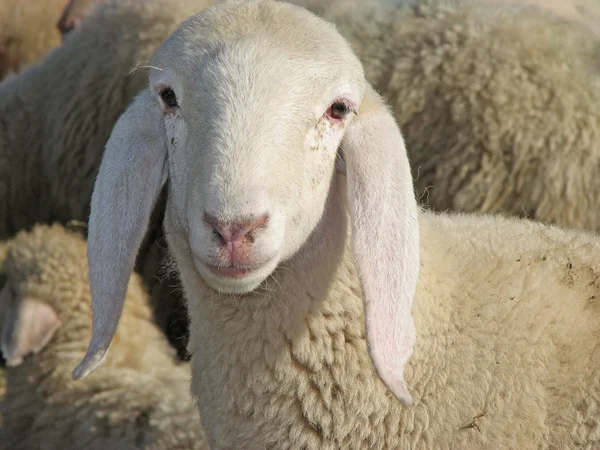 Porträtt av ett lamm i mitt stora besättningen — Stockfoto