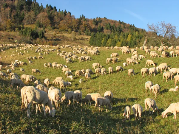 Stor flock av får och getter som betar i bergen — Stockfoto