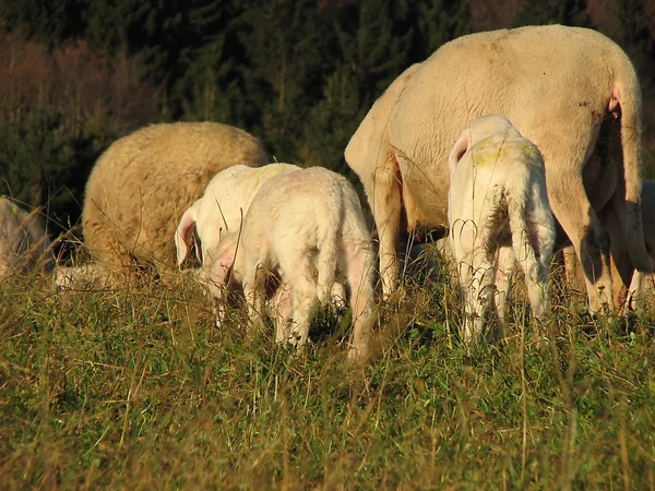 Стадо овець, що пасуться в горах — стокове фото