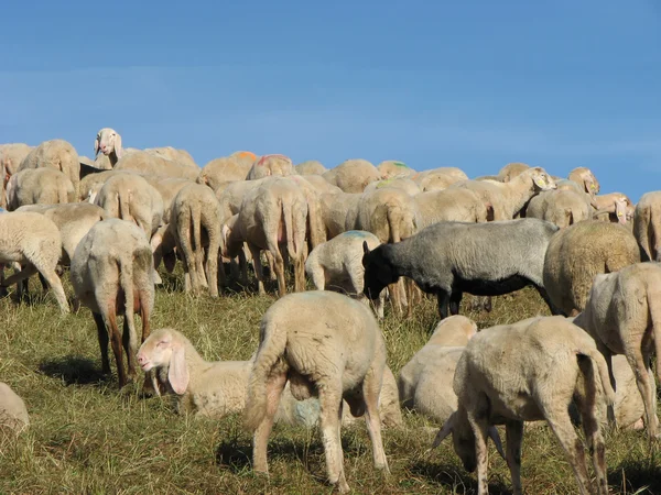 Flock av får och getter som betar i bergen äng — Stockfoto