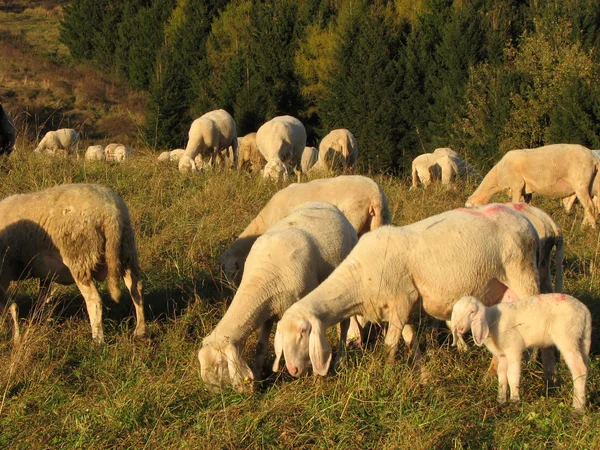 Enorm flock av får och getter som betar i bergen — Stockfoto