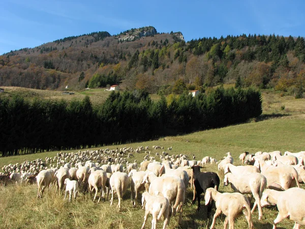 Grote koppel van schapen en geiten grazen in berg weide — Stockfoto