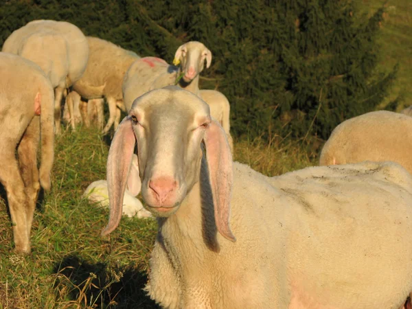 Muso di pecore in mezzo al gregge al pascolo in montagna — Foto Stock