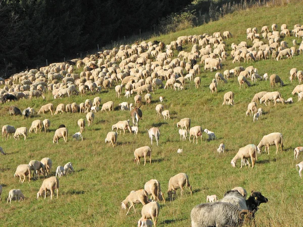 Gran rebaño de ovejas y cabras pastando en las montañas —  Fotos de Stock