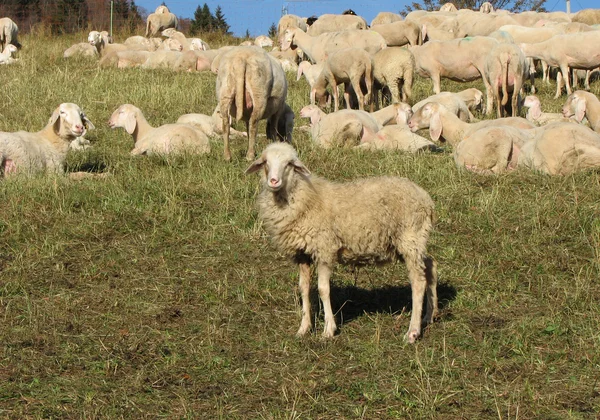 Får, lamm tillsammans med andra stora fåren flocken — Stockfoto