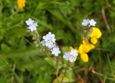 Narin göksel çiçekler bizim hanımın gözleri aradı