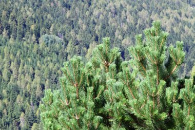 Ormanın ortasında yemyeşil çam