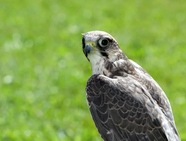 Wanderfalke mit schwarzen Augen vor grünem Hintergrund — Stockfoto