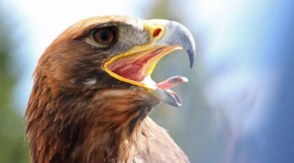 Mighty Eagle with its beak wide open — Stock Photo, Image
