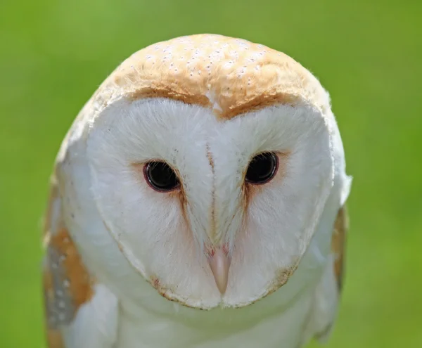 Large Barn Owl with big black eyes — Stock Photo, Image