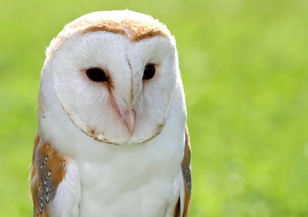 Schleiereule mit großen schwarzen Augen — Stockfoto