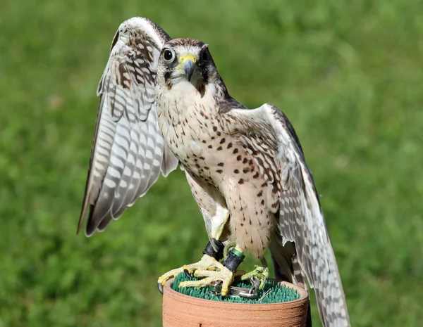 Large Peregrine Falcon with black eyes with the green background — Stock Photo, Image