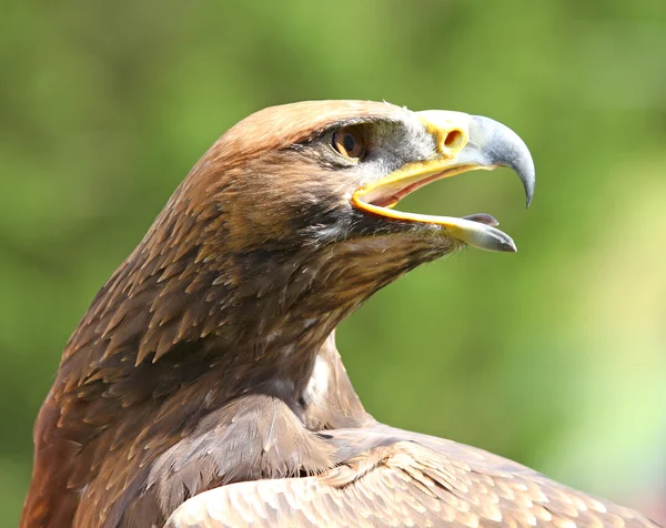 Mighty Eagle with its beak wide open — Stock Photo, Image