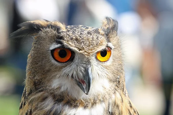 Big owl with orange eyes — Stock Photo, Image