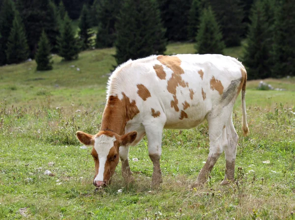 Vaca marrón y blanca para pastorear pastoreo prado alpino hierba —  Fotos de Stock