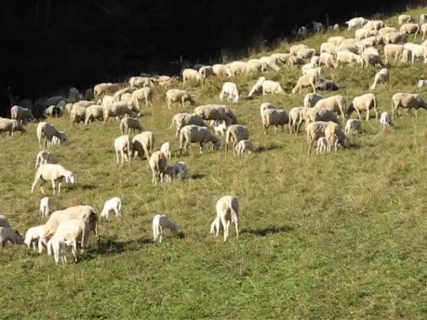 Rebaño de ovejas — Vídeo de stock