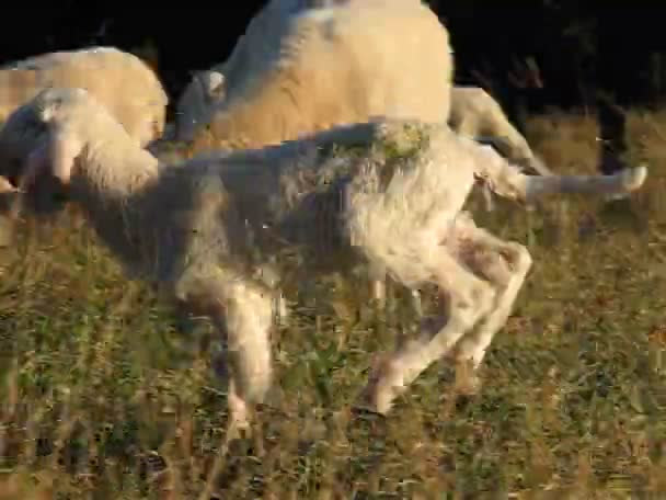 Kudde schapen — Stockvideo