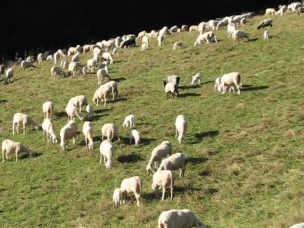 Flock of sheep — Stock Video