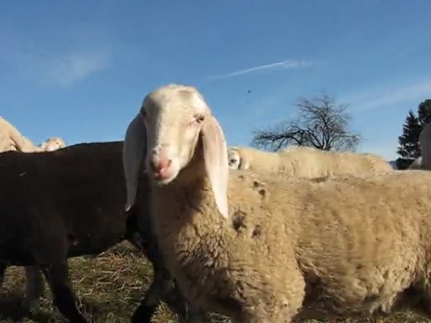 羊の群れ — ストック動画