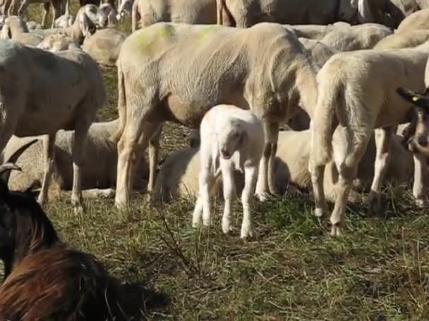 Rebaño de ovejas — Vídeo de stock