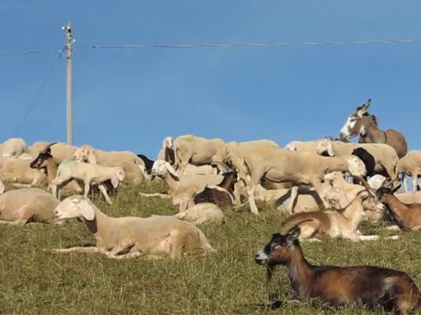 Kudde schapen — Stockvideo