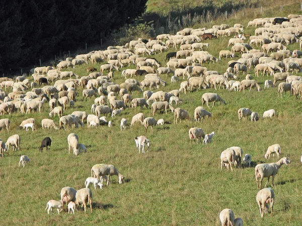 Pecore al pascolo in montagna su un prato — Foto Stock