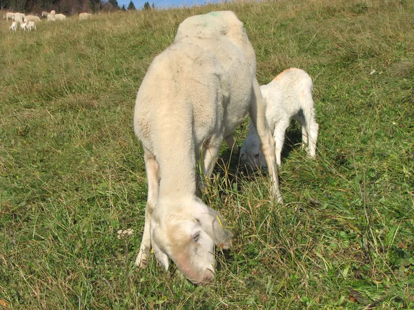 Jehněčí s matkou ovce — Stock fotografie