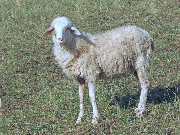 Cordero joven de un rebaño de ovejas en un prado — Foto de Stock