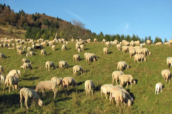 Molte pecore nel gregge di pecore su un prato — Foto Stock