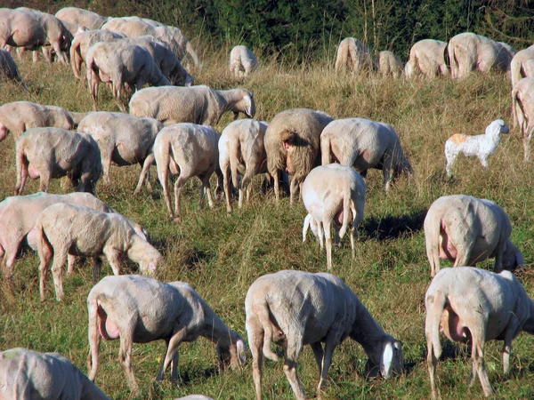 Many sheep in the flock of sheep on a mountain meadow — Stock Photo, Image