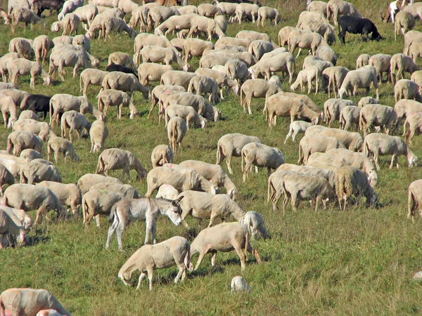 羊在山草甸羊群中 — 图库照片