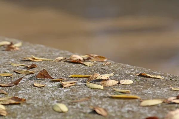 Стіна восени з висушеними листям листя — стокове фото