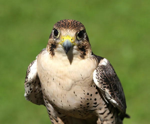 Aperegrine 猎鹰准备飞行的肖像 — 图库照片