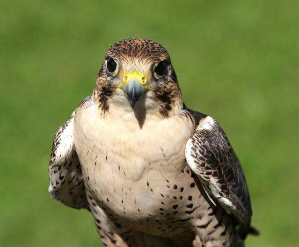 portrait of aPeregrine Falcon ready for flight