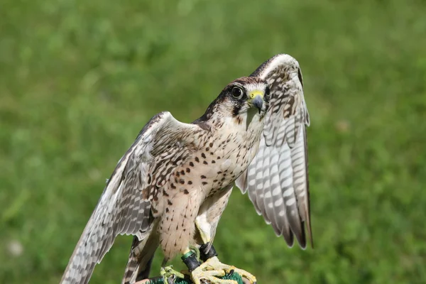 Big Peregrine Falcon with outstretched wings ready for flight — Stock Photo, Image