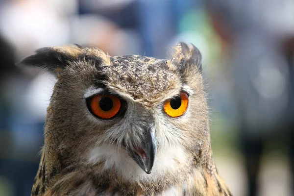 Enorme OWL con gli occhi arancioni e il piumaggio spesso — Foto Stock