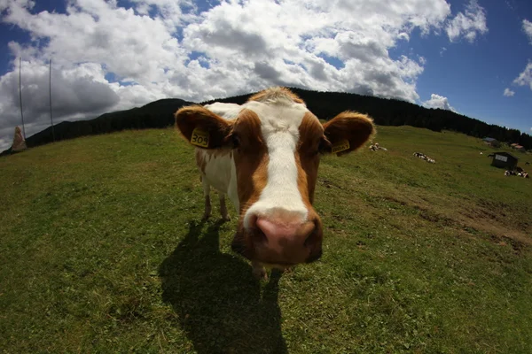 Mountain cow photographed with fish eye lens and blue sky with m