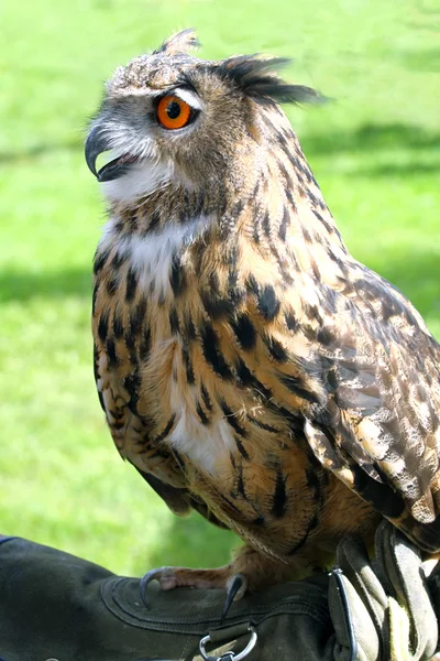 Falconer är handskar handen med Ugglan med orange ögon — Stockfoto